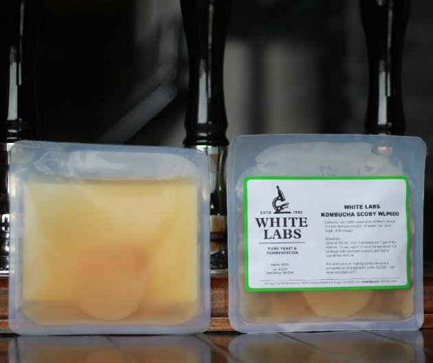 Humlegårdens Ekolager Kombucha Scoby (White Labs WLP600)